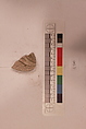 Stucco Fragment, Gypsum; carved