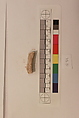 Stucco Fragment, Stucco; carved, painted (?)