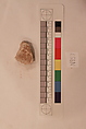 Stucco Fragment, Stucco; carved