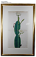 Cactus Plant in Flower, Opaque watercolor on paper