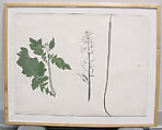 A Radish Plant, Seed, and Flower, Ink and opaque watercolor on paper