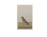 A Common Indian Nightjar (Caprimulgus asiaticus), Opaque watercolor on paper