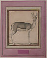 Gazelle, Lead drawing