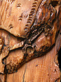 Fragment of an Oliphant, Ivory; carved
