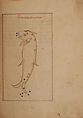 Kitab suwar al-kawakib al-thabita (Book of the Images of the Fixed Stars) of al-Sufi, `Abd al-Rahman al-Sufi (Iranian, Rey 903–986 Shiraz), Ink, opaque watercolor, and gold on paper