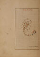 Kitab suwar al-kawakib al-thabita (Book of the Images of the Fixed Stars) of al-Sufi, `Abd al-Rahman al-Sufi (Iranian, Rey 903–986 Shiraz), Ink, opaque watercolor, and gold on paper