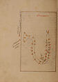Kitab suwar al-kawakib al-thabita (Book of the Images of the Fixed Stars) of al-Sufi, `Abd al-Rahman al-Sufi (Iranian, Rey 903–986 Shiraz), Ink, opaque watercolor, and gold on paper