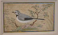 Study of a Bird, Painting by Riza-yi &#39;Abbasi (Iranian, ca. 1565–d. 1635), Ink, opaque watercolor, gold, and silver on paper