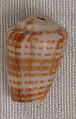 Bead, Shell