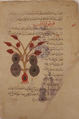 Folio from a Materia Medica of Dioscorides, Opaque watercolor on paper
