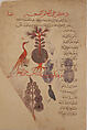 Folio from a Materia Medica of Dioscorides, Opaque watercolor on paper