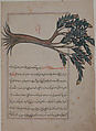 Folio from a Bestiary and Herbal, Opaque watercolor and gold on paper