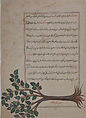 Folio from a Bestiary and Herbal, Opaque watercolor and gold on paper