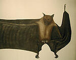 Great Indian Fruit Bat, Painting attributed to Bhawani Das (Indian) or a follower, Pencil, ink, and opaque watercolor on paper
