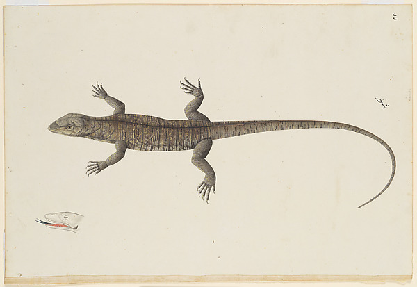 An Indian Bish-Khopra Lizard
