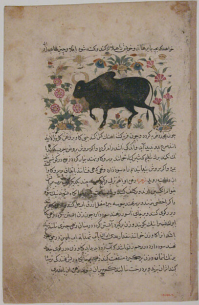 "A Bull", Folio from a Dispersed Nuzhatnama-i ‘Ala’i of Shahmardan ibn Abi’l Khayr by Shamardan ibn Abi 'l Khayr, The Metropolitan Museum of Art