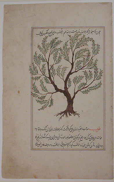 Folio from a Materia Medica of Dioscurides