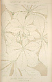 The grammar of ornament, Owen Jones (British, London 1809–1874 London)