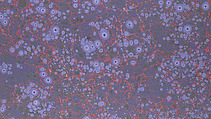 Set of historical marbled papers, Karli Frigge (Dutch, born Rotterdam, 1943)