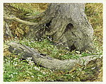 Tree Trunks, George A. Weymouth American, Watercolor on paper