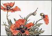 Red Poppies, Charles Demuth (American, Lancaster, Pennsylvania 1883–1935 Lancaster, Pennsylvania), Watercolor and graphite on paper