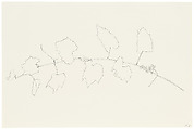 Wild Grape, Ellsworth Kelly  American, Graphite on paper