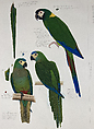 Red Bellied Macaw and Yellow Naped Macaws, Elizabeth Butterworth  British, Opaque watercolor and graphite on paper