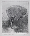 Tree on Bracklow Farm, Jake Berthot American, Graphite on paper