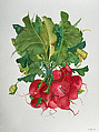 Radishes, Abby Leigh  American, Watercolor over graphite on paper