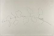 Wild Grape, Ellsworth Kelly  American, Graphite on paper