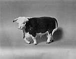 Hereford Bull, Edward Marshall Boehm American, Glazed porcelain