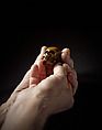Prayer Bead in the Form of a Skull with the Entry into Jerusalem and the Carrying of the Cross, Fruitwood, German (?)