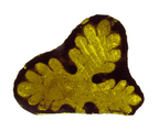 Glass Fragment, Pot metal glass, European