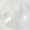 Glass Fragments, Glass (clear), Coptic