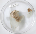 Glass Fragments, Glass, Coptic