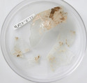 Glass Fragments, Glass (clear), Coptic