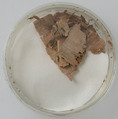 Papyri Fragments, Papyrus and ink, Coptic