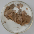Papyri Fragments, Papyrus and ink, Coptic