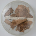 Papyri Fragments, Papyrus and ink, Coptic