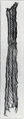 Veil (?), Linen, Coptic