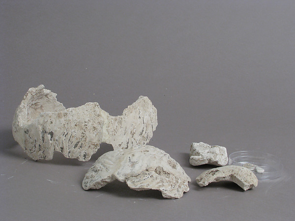 Fragments of a Male Head