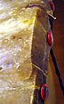 Frame Drum, Wood, hide, tacks, Native American (Northwest Coast)