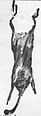 Żaqq, Cane, animal skin, cattle horn, Maltese