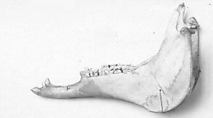 Jawbone, bone, American
