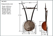 Lyre, Wood, horn, gourd, skin, Ugandan or Kenyan