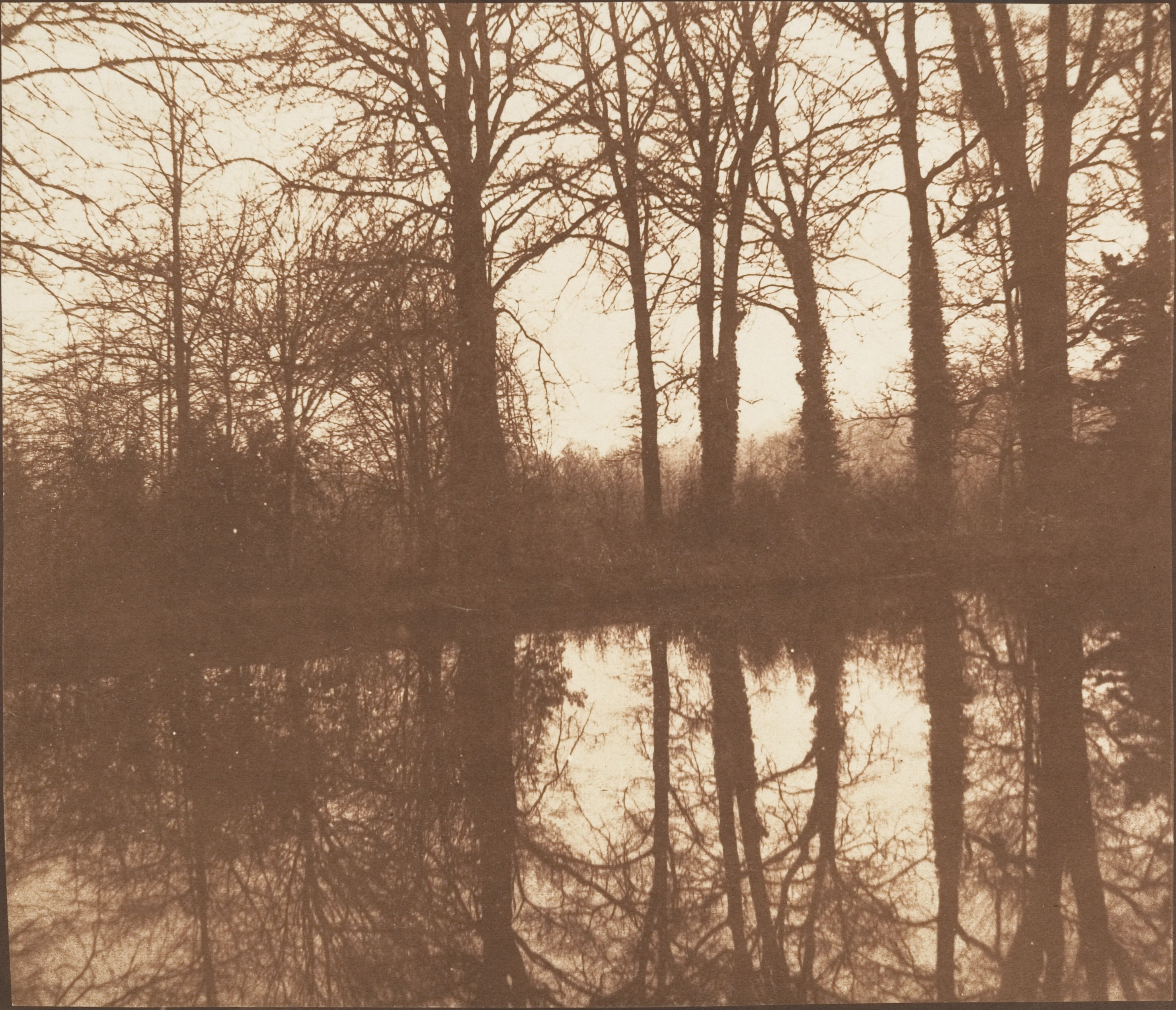 [Winter Trees, Reflected in a Pond]