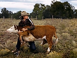 Ruth Leonard Secures a Calf in Her Pasture, Debbie Grossman  American, Inkjet print