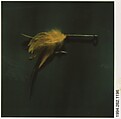[Salmon Fly], Walker Evans  American, Instant internal dye diffusion transfer print (Polaroid SX-70)