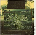 [Painting Under Tree], Walker Evans  American, Instant internal dye diffusion transfer print (Polaroid SX-70)