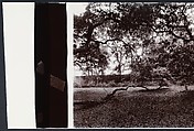 Angel Oak, John Yang (American, born China, Suchow 1933–2009 New York), Gelatin silver print